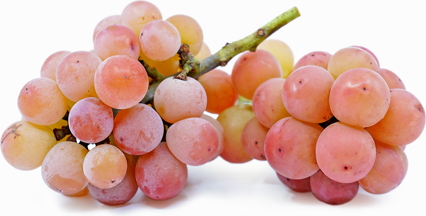 Tims Queen Nina Grape Series
